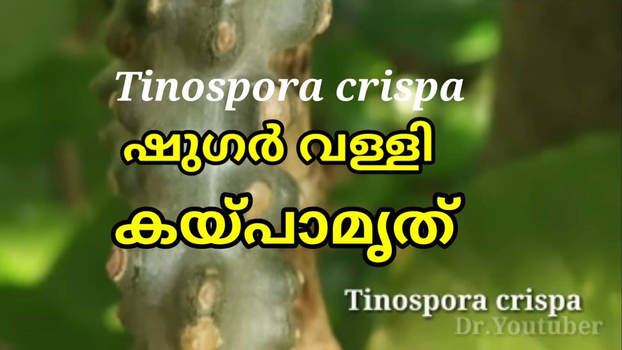 ഷുഗർ വള്ളി